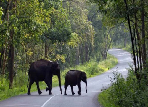 Karnataka wildlife Jungles Safari Tours