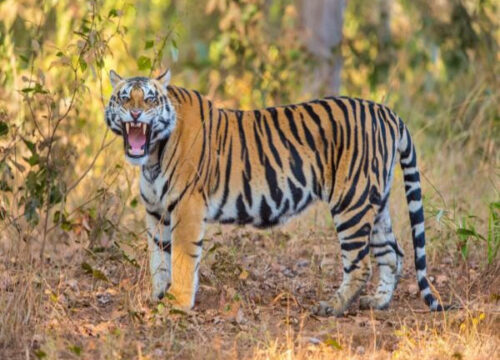 Central India Tiger Safari Tour from Bhopal
