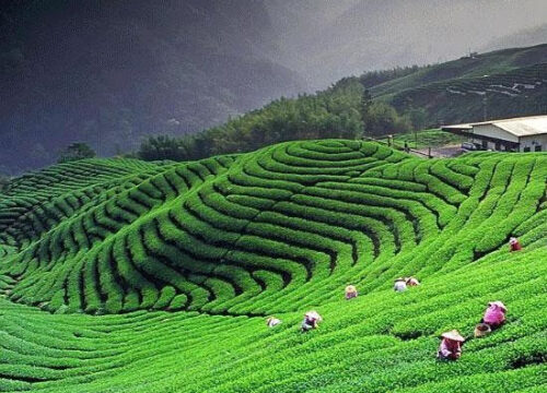 Kumaon Monsoon Photography Expedition